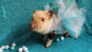 Meet your Posher, Tiny